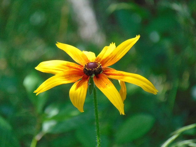 Close-up of yellow flower