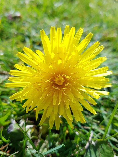 Close-up of yellow flower