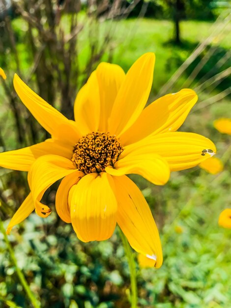 Foto close-up di un fiore giallo