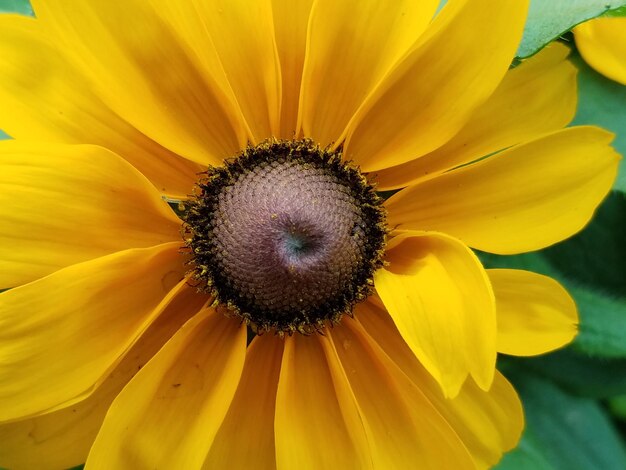 Close-up of yellow flower