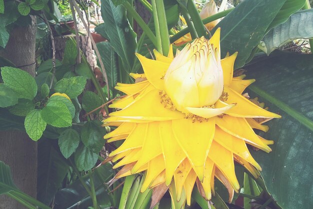 Photo close-up of yellow flower