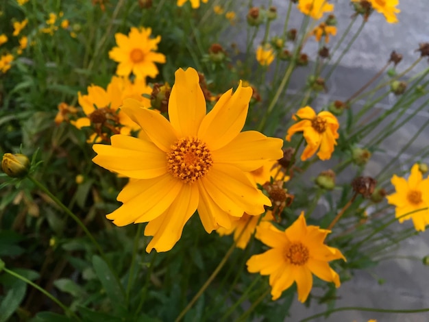 Близкий взгляд на желтый цветок