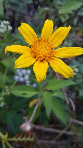 Photo close-up of yellow flower