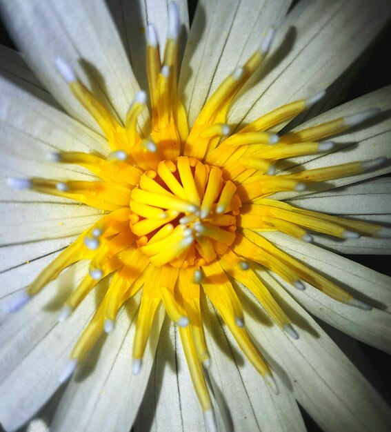 Close-up of yellow flower