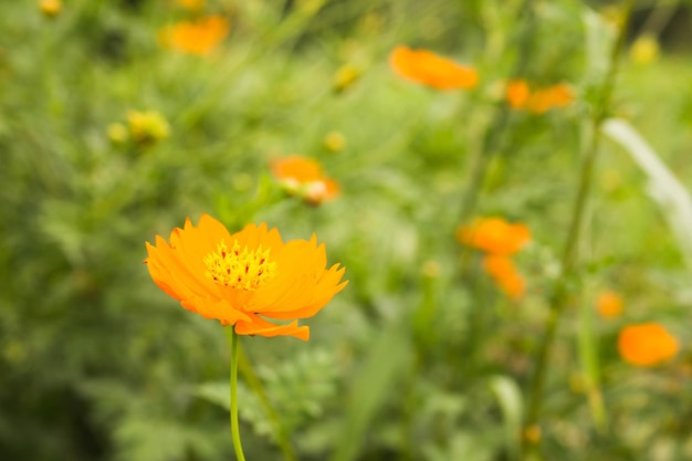 Photo close-up of yellow flower