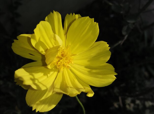 Photo close-up of yellow flower