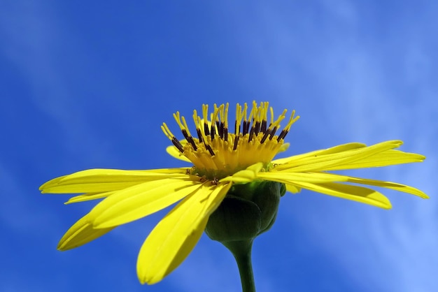 Foto close-up di un fiore giallo