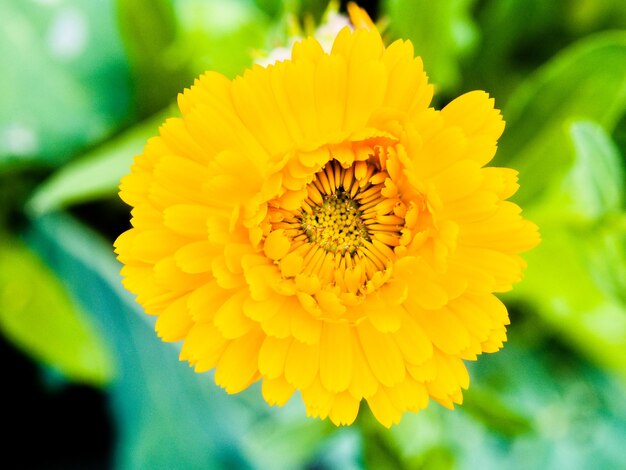 Close-up of yellow flower