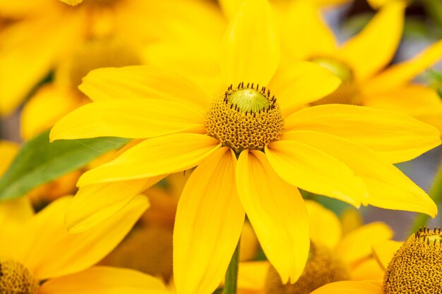 Close-up of yellow flower