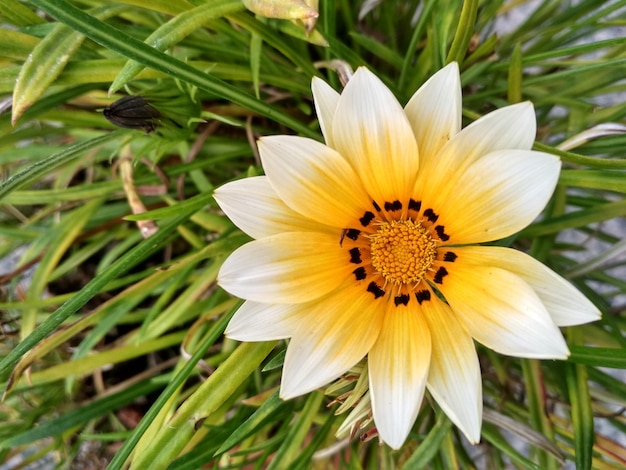 Foto close-up di un fiore giallo