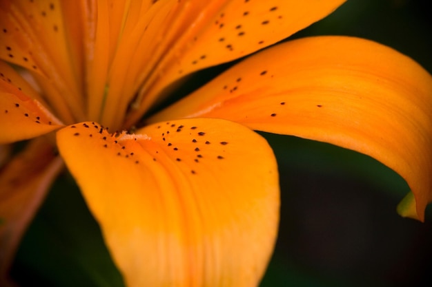 Photo close-up of yellow flower