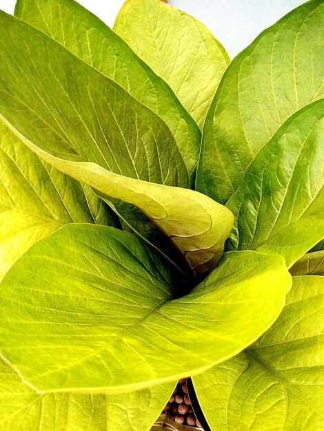 Close-up of yellow flower