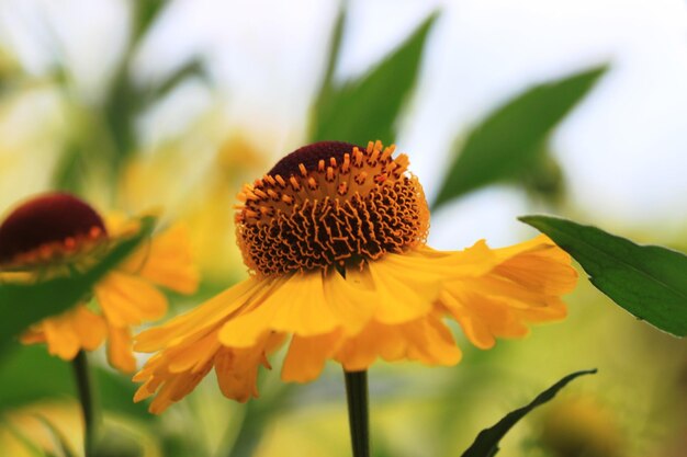 Close-up of yellow flower