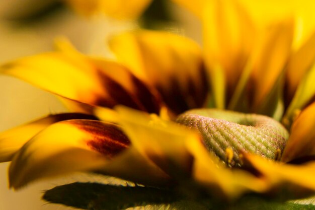 Close-up of yellow flower