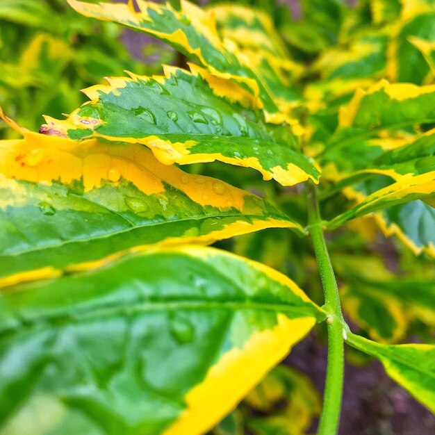 Close-up of yellow flower