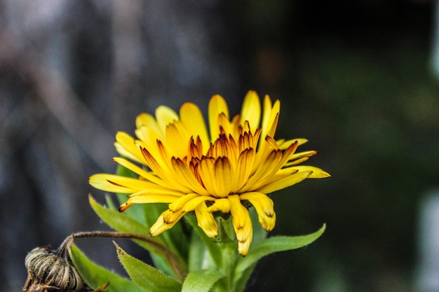 Close-up of yellow flower