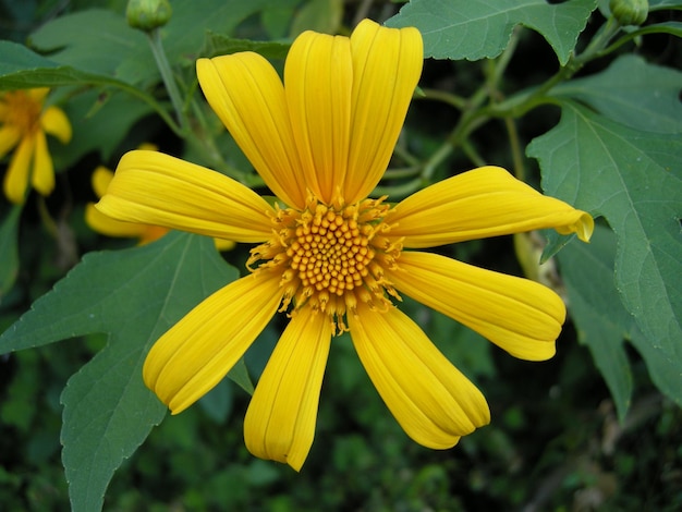 Close-up of yellow flower