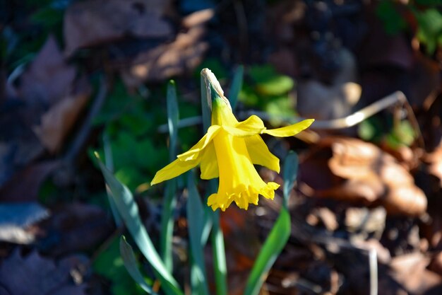 Close-up of yellow flower