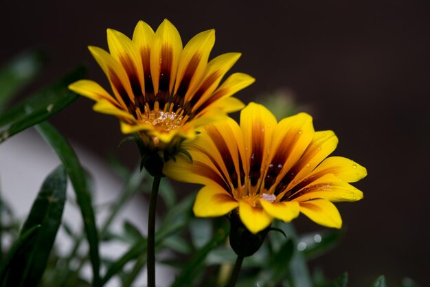 Photo close-up of yellow flower