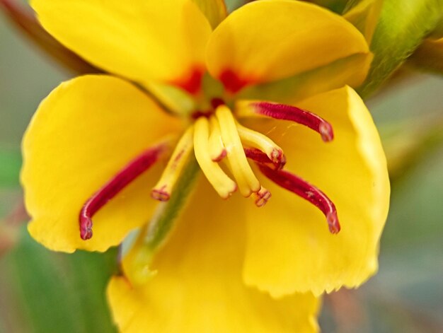 Close-up of yellow flower