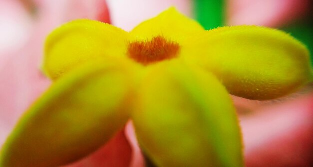 Close-up of yellow flower