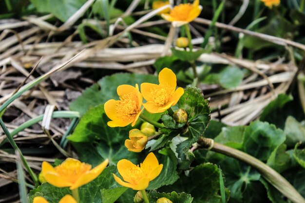 Photo close-up of yellow flower