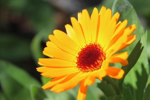 Close-up of yellow flower