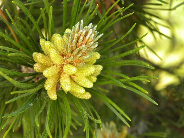 Close-up of yellow flower