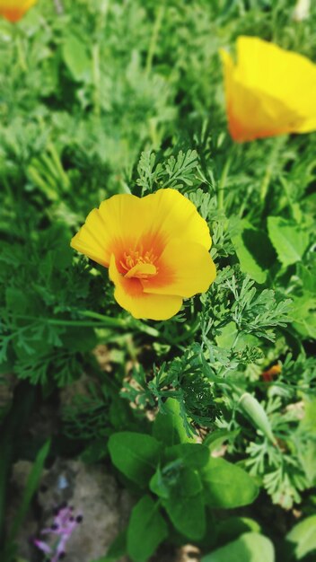 Photo close-up of yellow flower