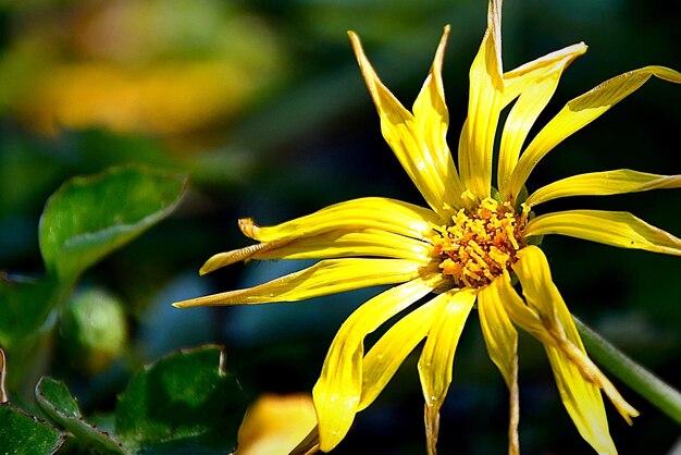 Foto close-up di un fiore giallo