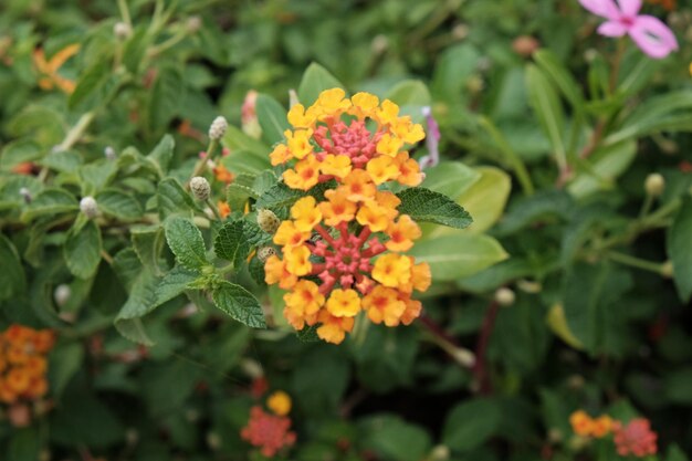 Close-up of yellow flower