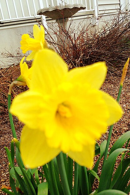 Close-up of yellow flower