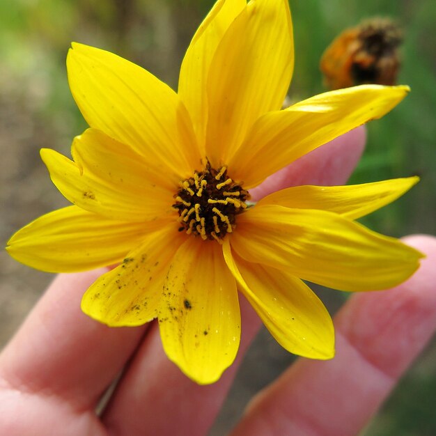 Close-up of yellow flower