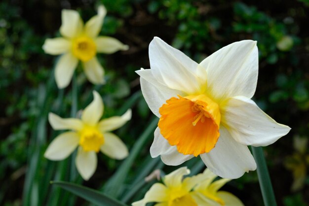 Foto close-up di un fiore giallo