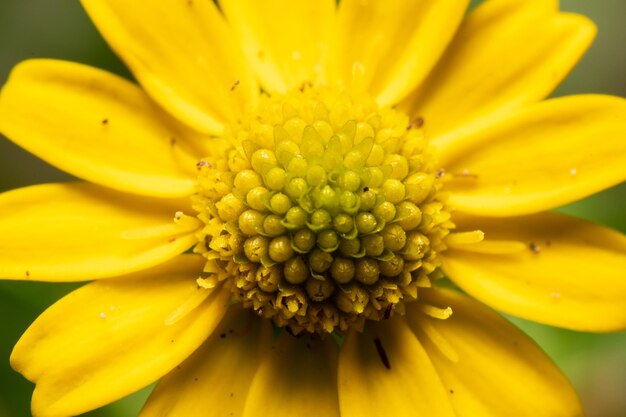 Close-up of yellow flower