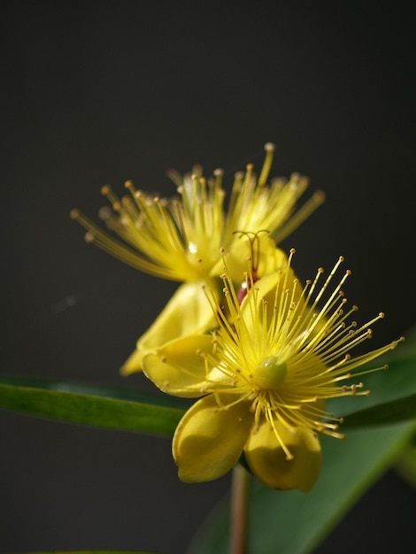 Foto close-up di un fiore giallo