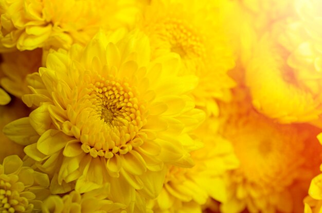 Close-up of yellow flower