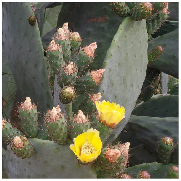 Photo close-up of yellow flower