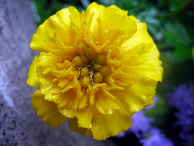 Photo close-up of yellow flower