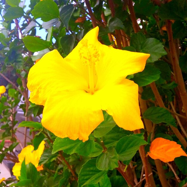 Close-up of yellow flower