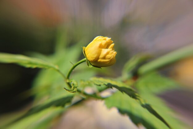 Close-up of yellow flower