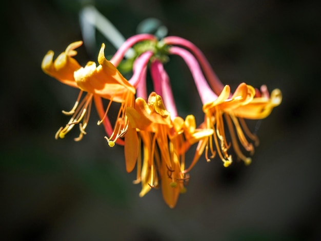 Foto close-up di un fiore giallo