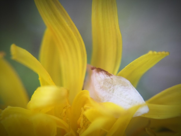 Photo close-up of yellow flower