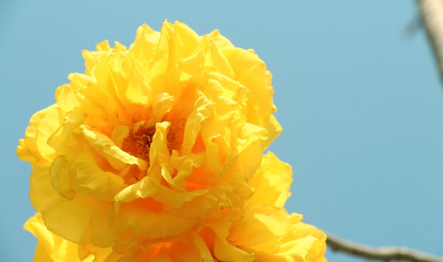 Photo close-up of yellow flower