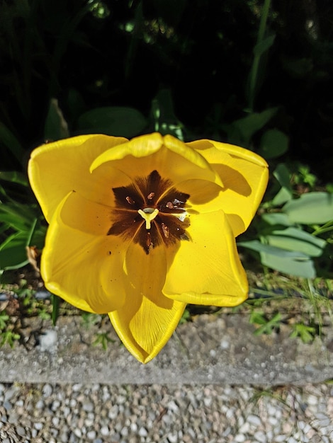 Close-up of yellow flower