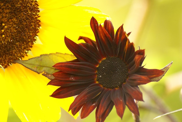 Close-up of yellow flower