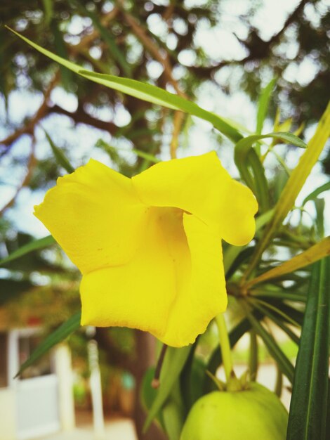 Close-up of yellow flower