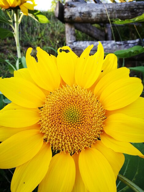 Close-up of yellow flower