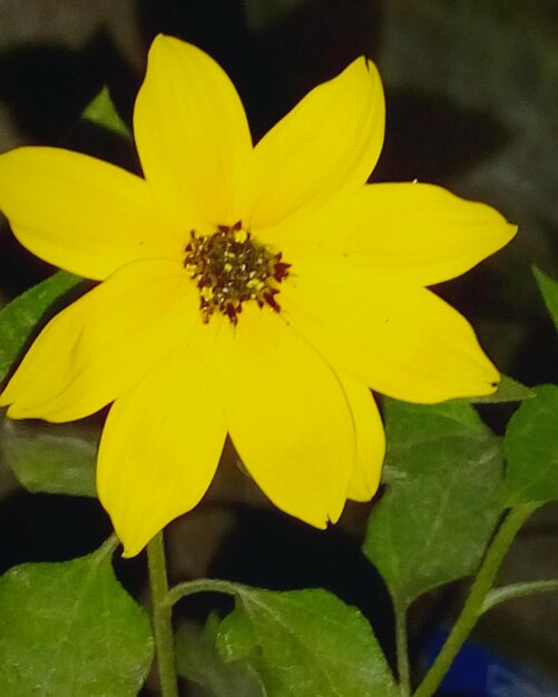 Close-up of yellow flower