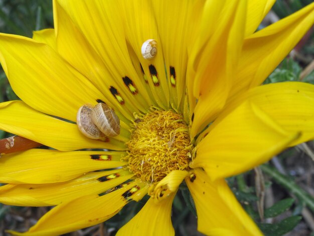 Close-up of yellow flower